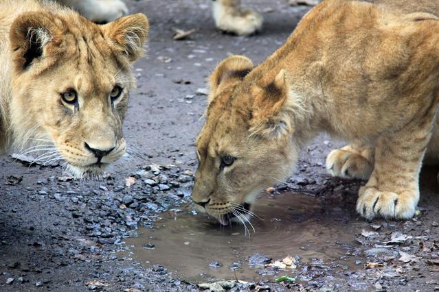 Longleat Safari and Adventure Park